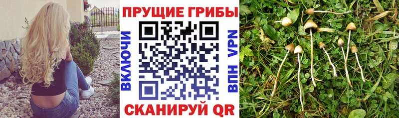 цена наркотик  гидра зеркало  Псилоцибиновые грибы ЛСД  Тюкалинск 